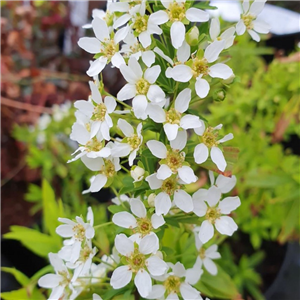 Spiraea Thunbergii 'Mellow Yellow'